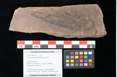 Foto (Objekt + Etikett) von Quercus palaeoilex Ettingshausen (NHMW-GEO-2024-0188-0791)